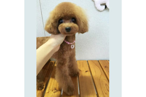 販売中のティーカッププードルの親犬